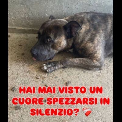 ZAZA'  straordinario dolce simpaticone cane in adozione - Foto 3