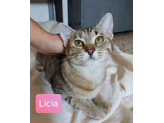 Licia bellissima tigrotta d 6 mesi