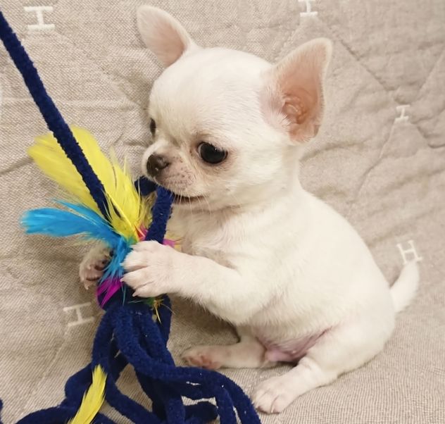 chihuahua toy manto bianco - pagamento agevolato