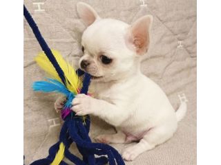 chihuahua toy manto bianco - pagamento agevolato