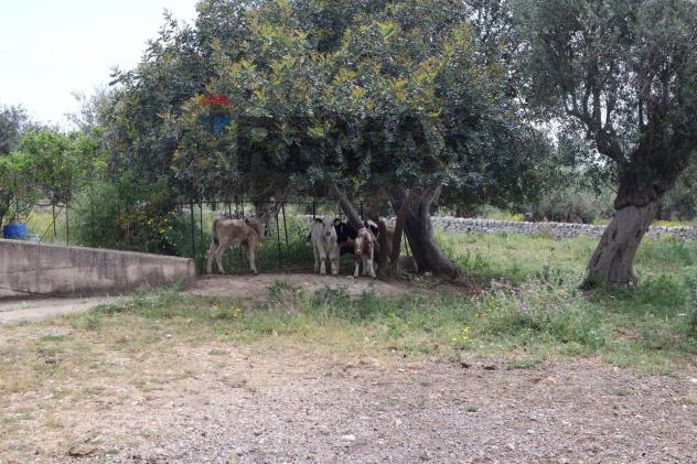 Rustico in vendita a Ragusa, Donnafugata - Foto 9