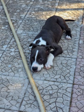 Allevamento e Cuccioli Amstaff in Calabria. Consegna in Tutta Italia. - Foto 2