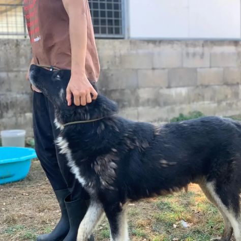 ARES CERCA LIBERTÀ E UNA FAMIGLIA TUTTA SUA SIMIL HUSKY CANE IN ADOZIONE - Foto 4