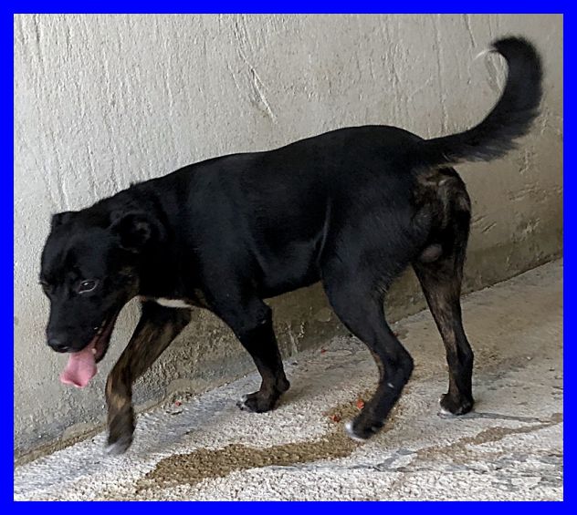 TOBY, DOLCISSIMO ABBANDONATO CERCA CASA - Foto 3