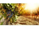 AZIENDA AGRICOLA di 2000 mq (CERTALDO) rif. G 685