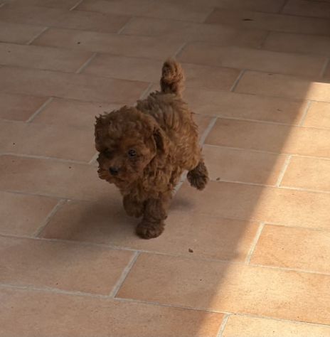 Cucciola barboncino Toy