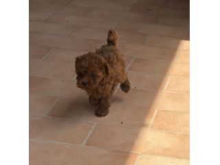 Cucciola barboncino Toy