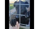 AARON UNO DEI TANTI DIMENTICATI, CANE IN ADOZIONE.