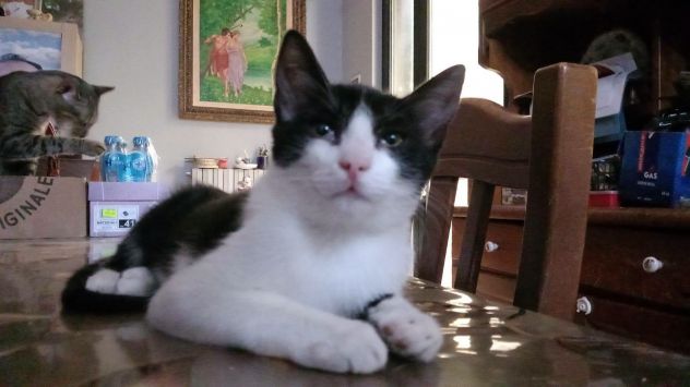 FELIX, adorabile micino in adozione - Foto 3