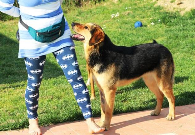 Tayla e' stanca di vivere in un box - Foto 6