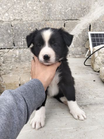 Cuccioli di Border collie - Foto 10