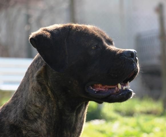 Carisma meravigliosa derivata cane corso - Foto 5