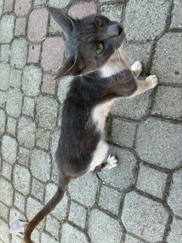 regalo gattini - Foto 4