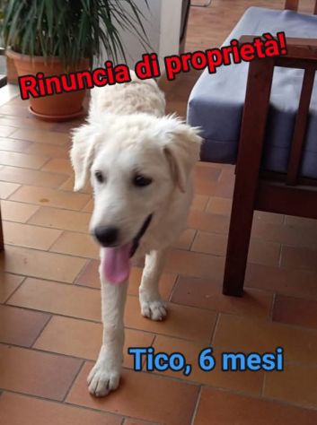 TICO MERAVIGLIOSO CUCCIOLO IN ADOZIONE - Foto 2