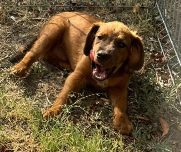 Ted – cucciolo 3 mesi, rimasto solo al mondo Ora è in canile. - Foto 4