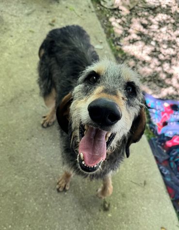 Porthos 5 anni taglia media contenuta