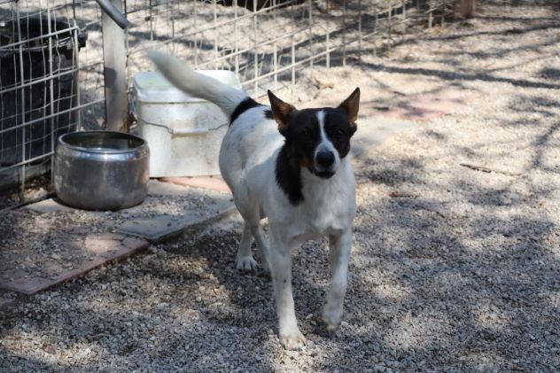 Bonnie: adozione del cuore - Foto 6