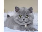 BRITISH SHORTHAIR CUCCIOLI BLU - pag in 12 rate