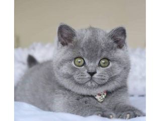 BRITISH SHORTHAIR CUCCIOLI BLU - pag in 12 rate