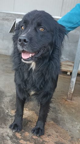 CANE IN ADOZIONE: NADAL, giovane simil terranova. - Foto 5