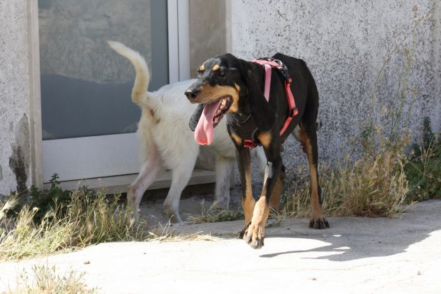 Bea in adozone - Foto 5