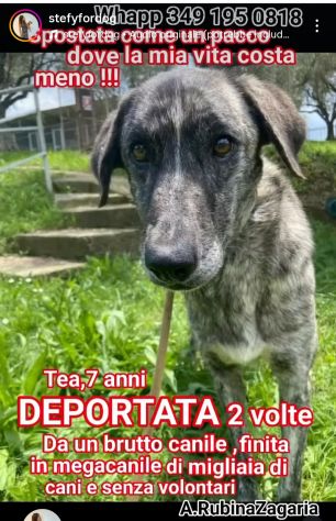 TEA TIMIDA CAGNOLINA IN ADOZIONE - Foto 3