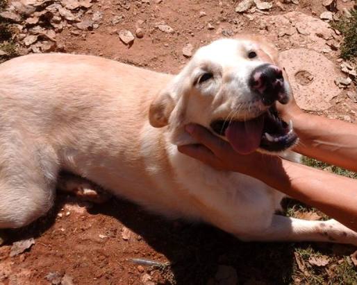 CASSANDRA, dolcissima cucciolotta mix labrador - Foto 4