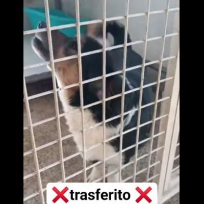 Dado bassotto in adozione - Foto 10