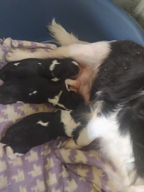 Cavalier king Charles Spaniel cucciole - Foto 3