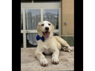 GIULIO UN AMORE DI CUCCIOLO DA ADOTTARE