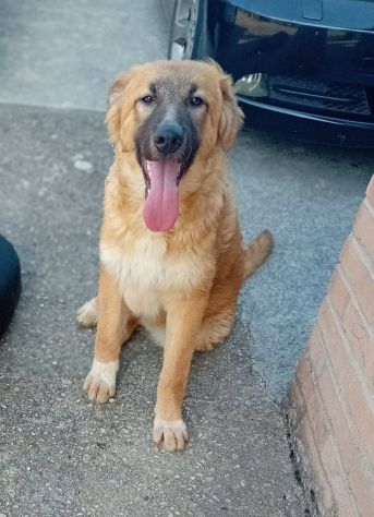 Tonino cucciolo - Foto 4