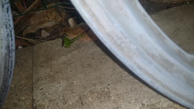 cerchio tubone grimeca x 17 tubone ciao motrom ecc - Foto 3