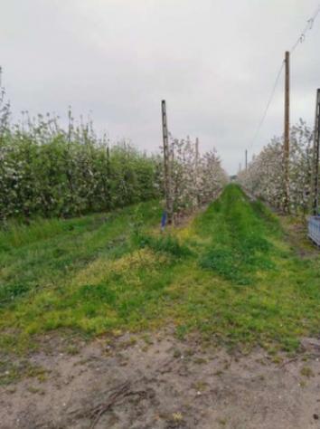 Immobile in asta di 160000 m² in vendita a Argenta - Foto 5