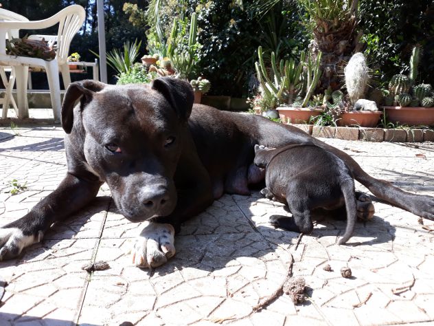 American Staffordshire Terrier Bari Foggia Taranto Brindisi Lecce - Foto 7