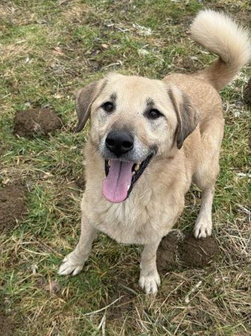 ALEX, cane grande dal cuore gigante! - Foto 4