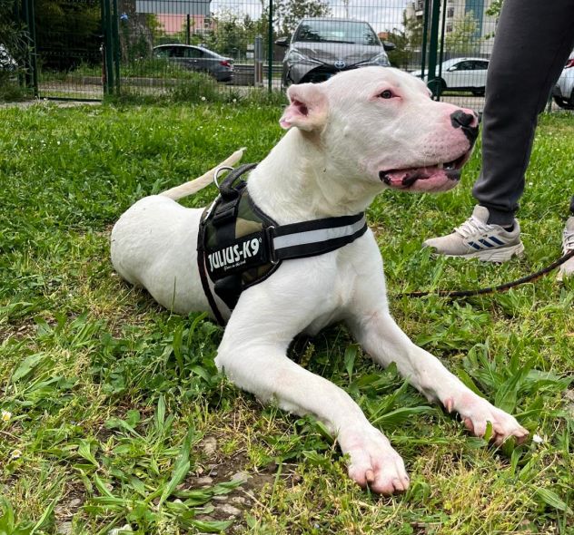 ALBINO DOGO ARGENTINO - Foto 10