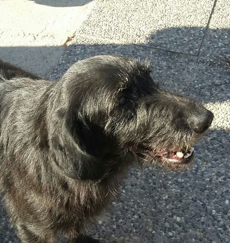 GIORGIA, dolcissima mix spinone - Foto 5