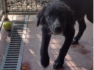 CUCCIOLI IN ADOZIONE