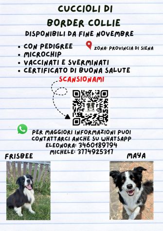 cuccioli Border Collie