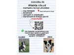 cuccioli Border Collie