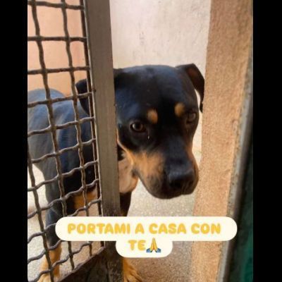 JANETTE molto socievole e dinamica cane in adozione