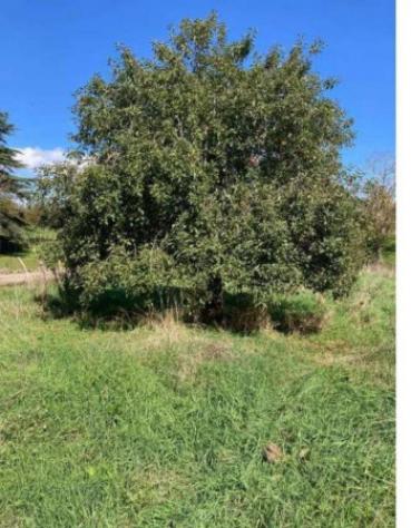 Immobile in asta di 110 m² con più di 5 locali in vendita a Oriolo Romano - Foto 2