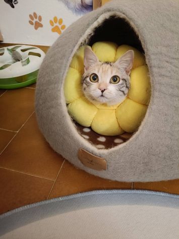 IRIDELLA, dolce micina in adozione! - Foto 6