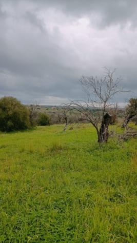 Floridia terreno agricolo di 15000 mq - Foto 9