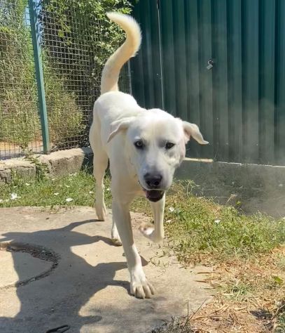 HOTSPOT GIOIOSO AFFETTUOSO SOCIEVOLE, CAGNOLINO IN ADOZIONE - Foto 6
