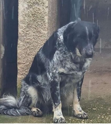 Sam 8/9anni tg medio grande buttato in strada.PUGLIA