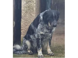 Sam 8/9anni tg medio grande buttato in strada.PUGLIA