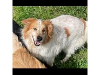MATTIA ADORABILE CANE IN ADOZIONE