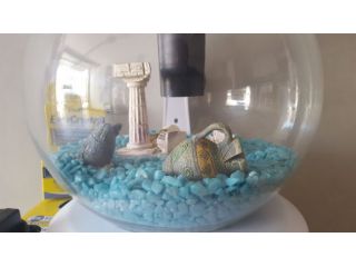 Acquario