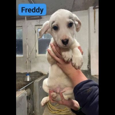 CUCCIOLI IN ADOZIONE - Foto 6